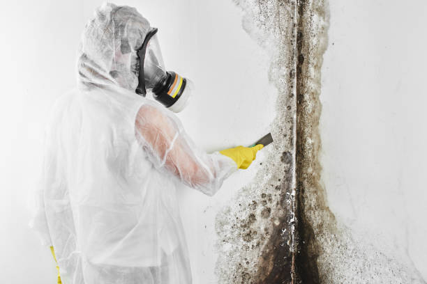 Best Local Mold Removal Service  in Wausau, WI