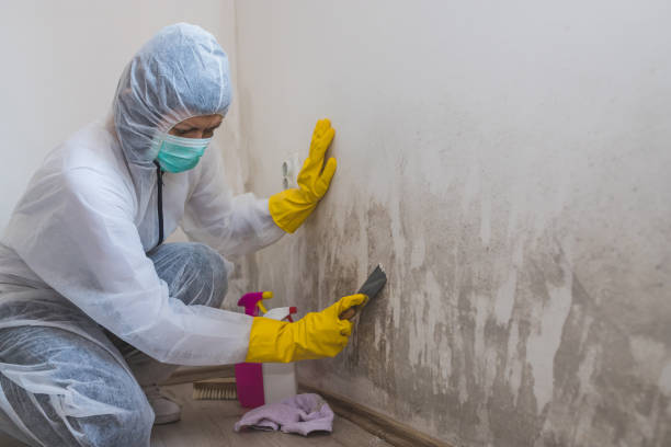 Best Mold Cleaning Services  in Wausau, WI