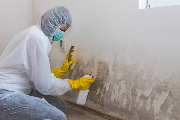 Best Crawl Space Mold Removal  in Wausau, WI