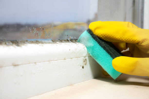 Best Certified Mold Removal  in Wausau, WI