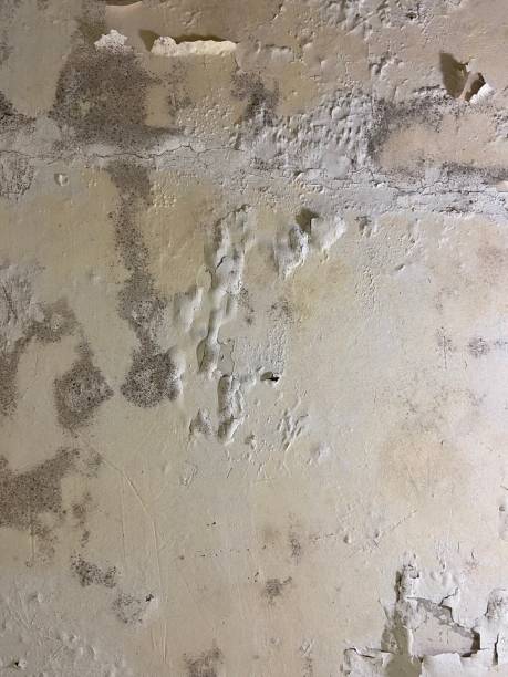 Best Mold Damage Repair  in Wausau, WI