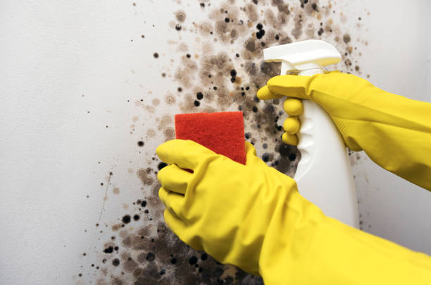 Trusted Wausau, WI Mold Removal Experts