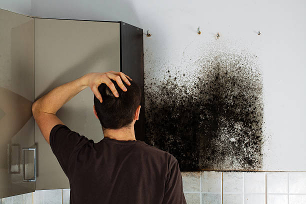 Best Mold Remediation  in Wausau, WI