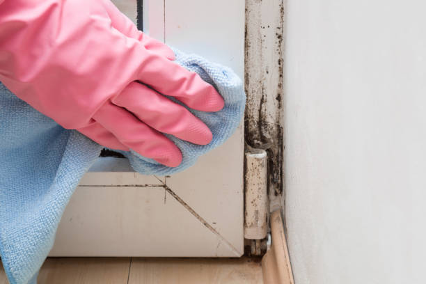 Best Commercial Mold Removal  in Wausau, WI