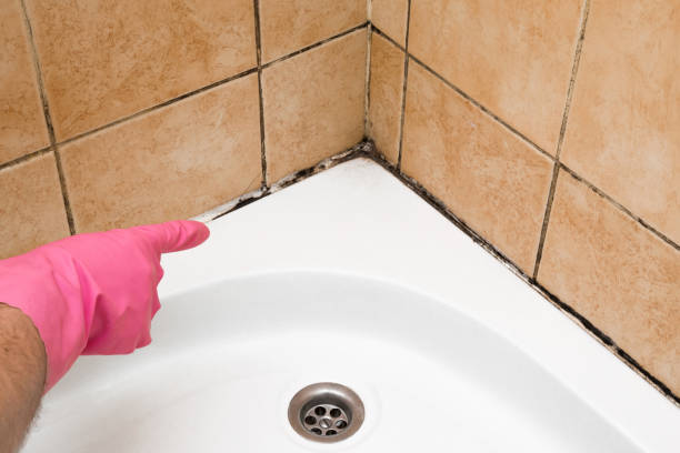 Best Black Mold Removal  in Wausau, WI