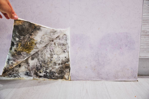 Office Mold Removal Services in Wausau, WI